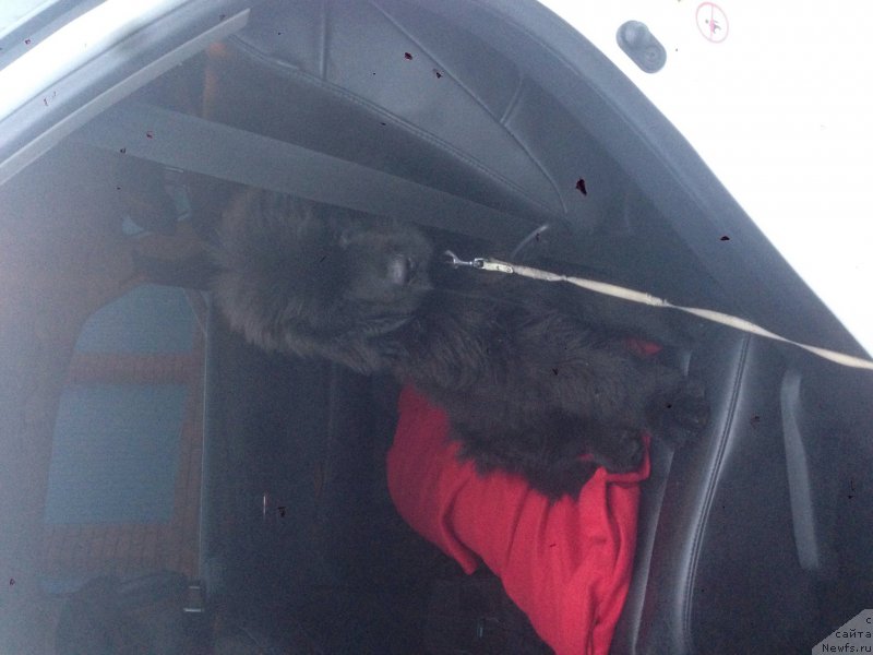 Фото: ньюфаундленд Их Высочество Бишоп Карл (Ih Visochestvo Bishop Karl)