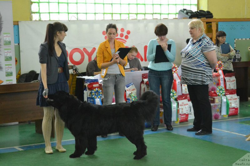 Фото: ньюфаундленд Питерньюф Идеас Фор Лифе (Piternyuf Ideas For Life), Зарина Лубкова