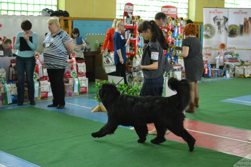 Фото: ньюфаундленд Питерньюф Идеас Фор Лифе (Piternyuf Ideas For Life), Зарина Лубкова