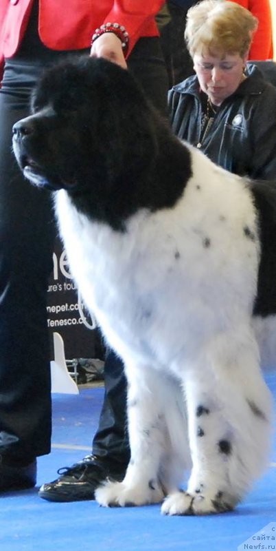 Фото: ньюфаундленд Черная Мафия Зебра Тиме (Chernaya Mafia Zebra Time)