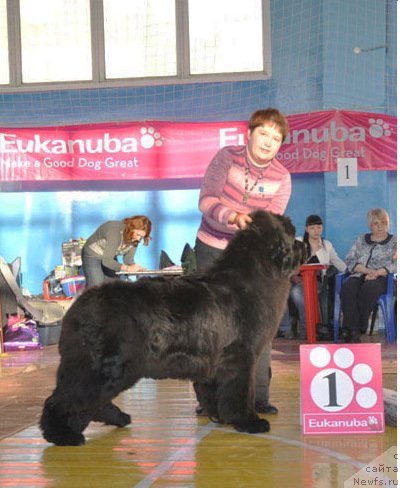 Фото: ньюфаундленд Увертюра из Медвежьего Яра (Overture iz Medvejyego Yara)