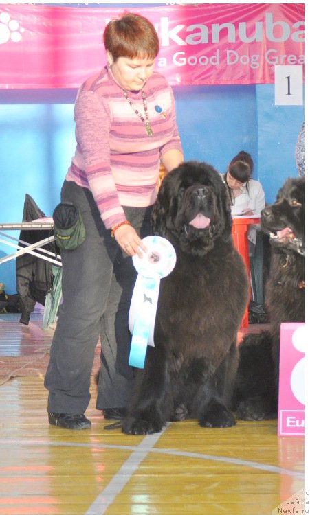 Фото: ньюфаундленд Увертюра из Медвежьего Яра (Overture iz Medvejyego Yara)