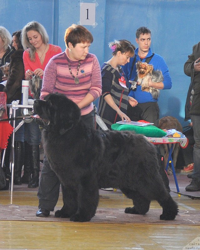 Фото: ньюфаундленд Увертюра из Медвежьего Яра (Overture iz Medvejyego Yara)