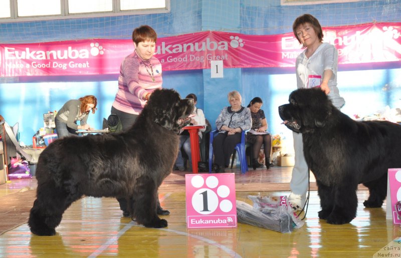 Фото: ньюфаундленд Увертюра из Медвежьего Яра (Overture iz Medvejyego Yara), ньюфаундленд С'Нежная Вьюга Альянико Дель Вультуре (S'Nezhnaya Vjuga Alyaniko del Vulture)