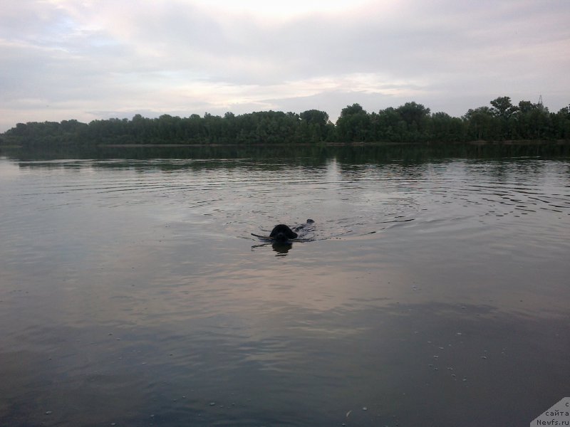 Фото: ньюфаундленд Фиаметтахауз Северная Корона