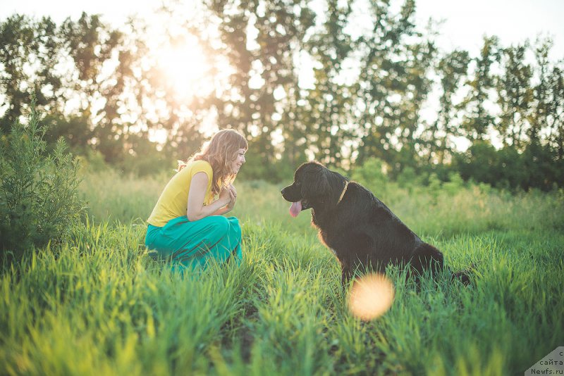 Фото: ньюфаундленд Фиаметтахауз Северная Корона