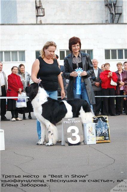 Фото: ньюфаундленд Веснушка на Счастье (Vesnushka na Shastie)