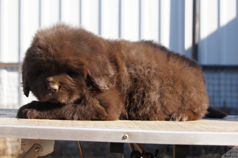 Фото: ньюфаундленд Есения с Берега Дона (Eseniya s Berega Dona)