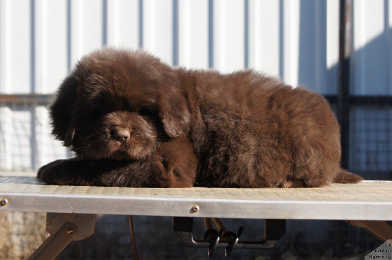 Фото: ньюфаундленд Есения с Берега Дона (Eseniya s Berega Dona)