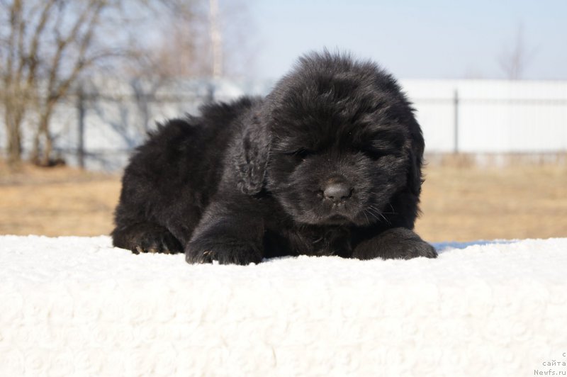 Фото: ньюфаундленд Ермак с Берега Дона (Ermak s Berega Dona)