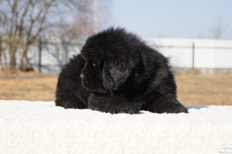 Фото: ньюфаундленд Ермак с Берега Дона (Ermak s Berega Dona)
