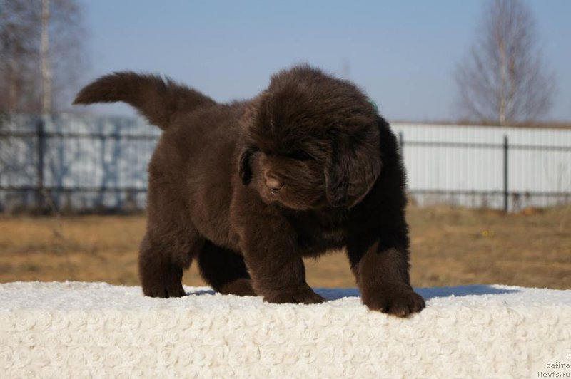 Фото: ньюфаундленд Есаул с Берега Дона (Esaul s Berega Dona)