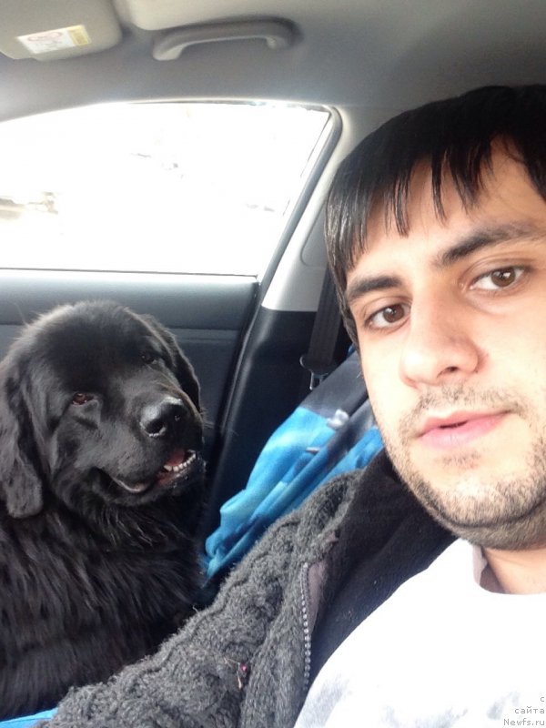 Фото: Владимир Хачатрян, ньюфаундленд Браунблад МСК Хелфи Бэст Армани (Brownblood MSK Helfi Best Armani)