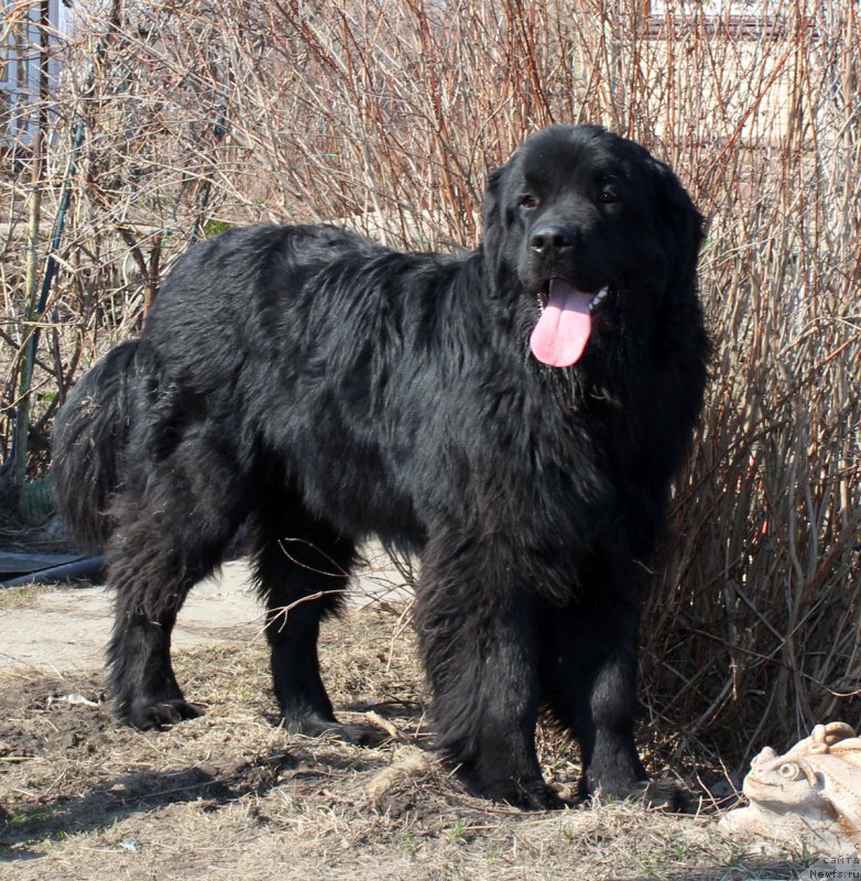 Фото: ньюфаундленд Браунблад МСК Хелфи Бэст Армани (Brownblood MSK Helfi Best Armani)