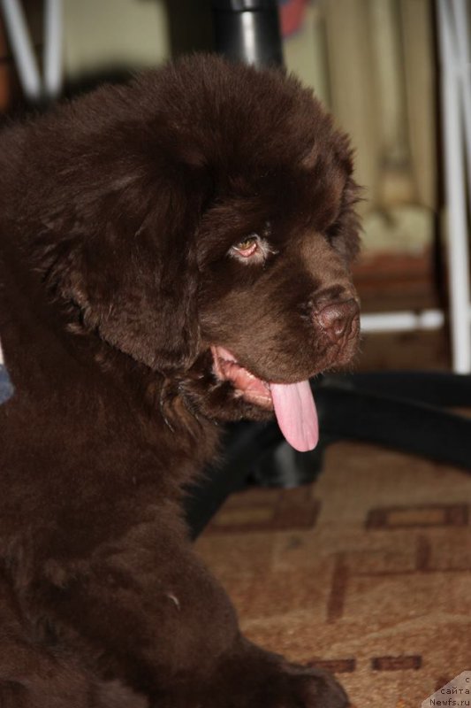 Фото: ньюфаундленд Ньюфорт Ваше Величество Брабус