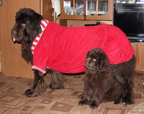 Фото: ньюфаундленд Обуш Шед Янтарный Поцелуй, ньюфаундленд Ньюфорт Ваше Величество Брабус