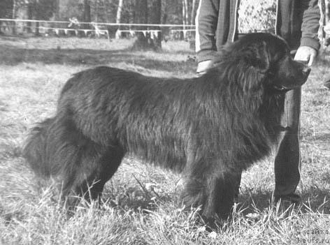 Фото: ньюфаундленд Унют Милан