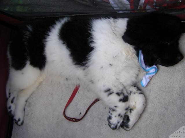 Фотография № 17930