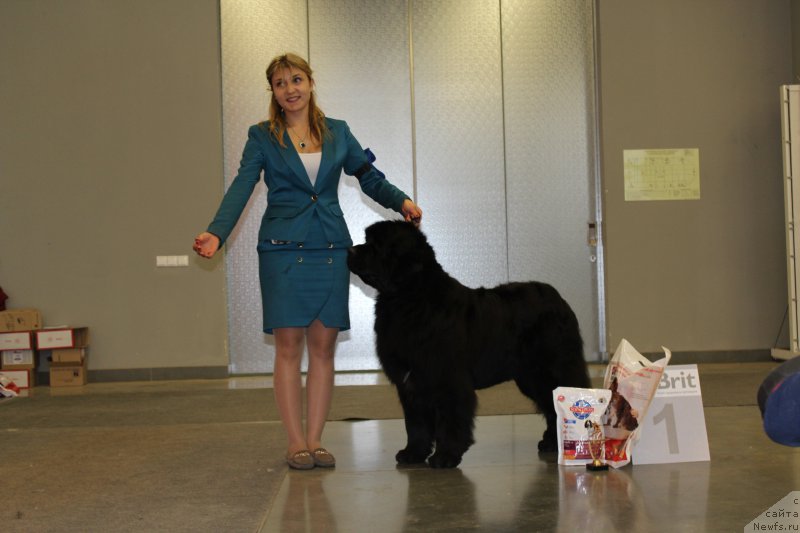 Фото: ньюфаундленд Акватория Келвин Фиона (Aquatoriya Kelvin Fiona), Виктория Солдатенко