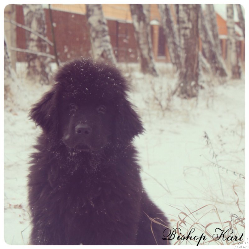 Фото: ньюфаундленд Их Высочество Бишоп Карл (Ih Visochestvo Bishop Karl)