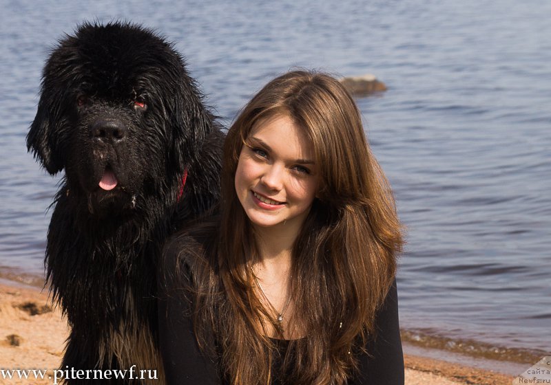 Фото: ньюфаундленд Питерньюф Омниа Винсет Амор (Piternyuf Omnia Vincet Amor), Анастасия Кормакова