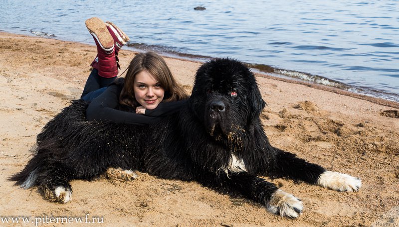 Фото: ньюфаундленд Питерньюф Омниа Винсет Амор (Piternyuf Omnia Vincet Amor), Анастасия Кормакова