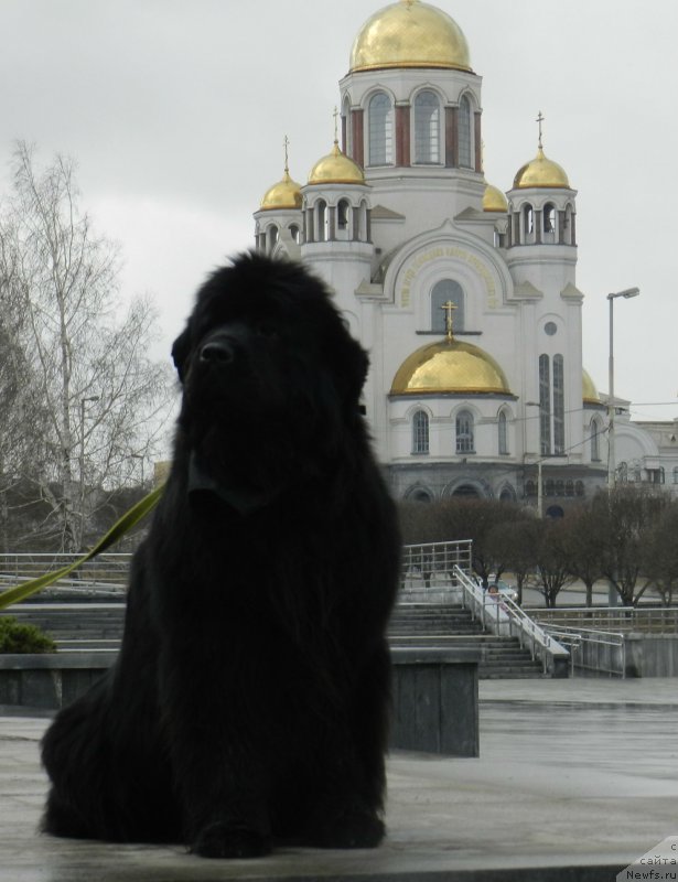 Фото: ньюфаундленд Их Высочество Дивная Царица