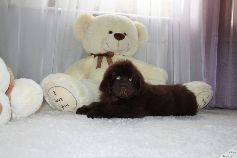 Фото: ньюфаундленд Ньюфорт Вивиан