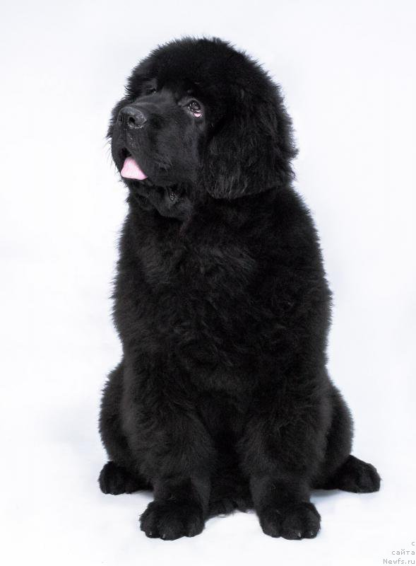 Фотография № 179345