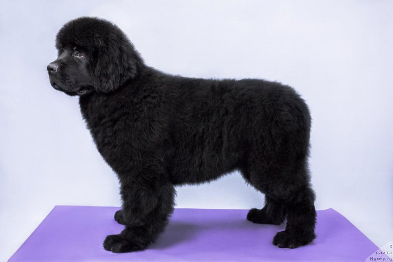 Фотография № 179346