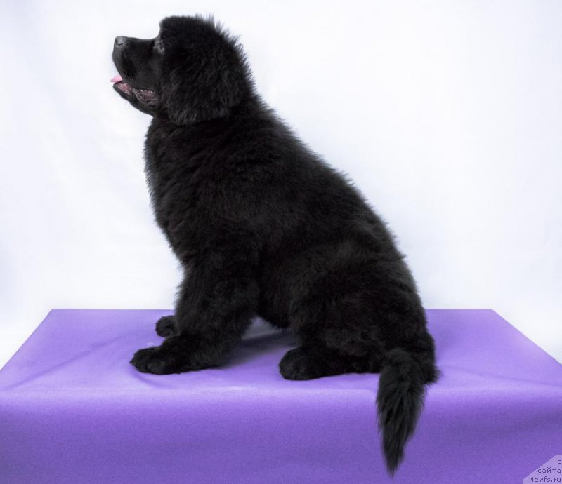 Фотография № 179347