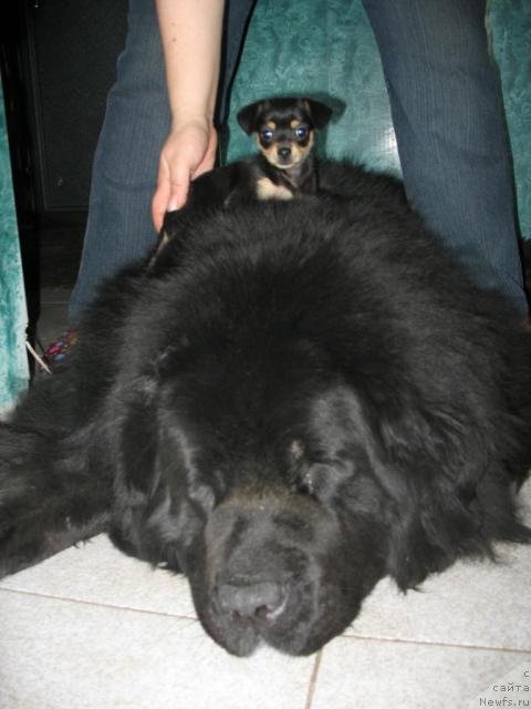 Фото: ньюфаундленд Хамэни из Медвежьего яра, малявка