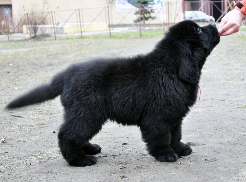 Фотография № 179352