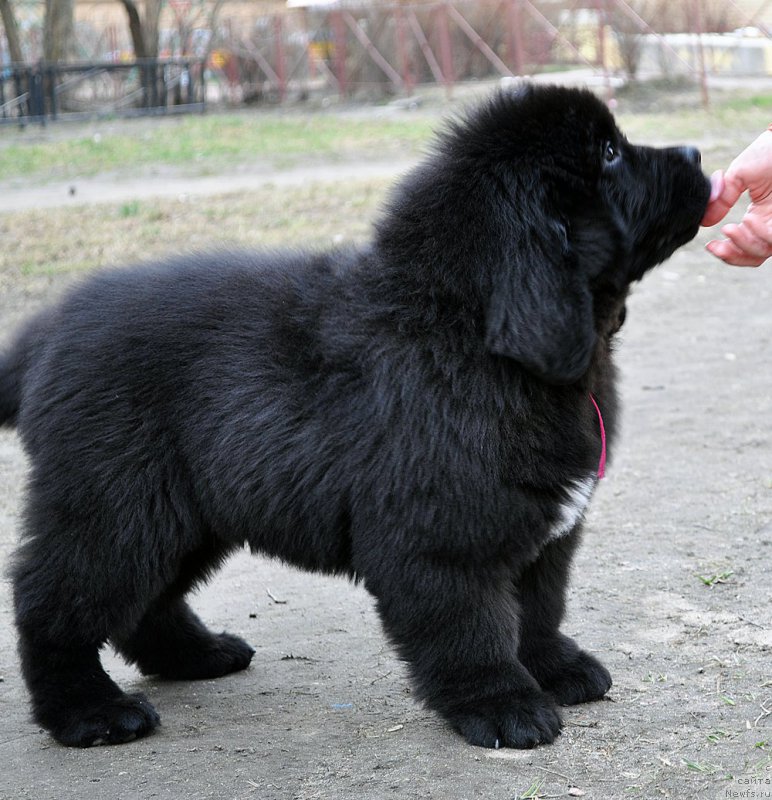 Фотография № 179354