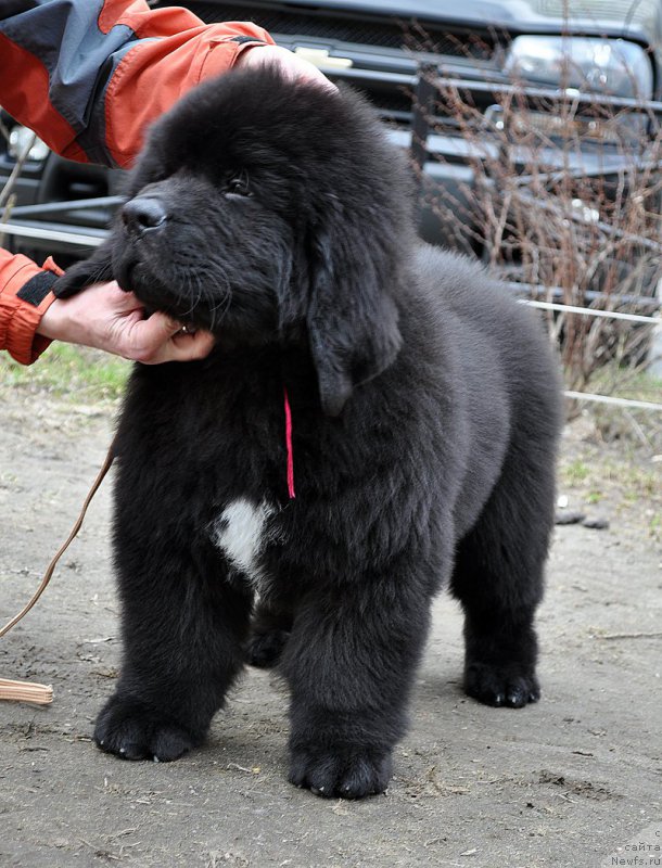 Фотография № 179357