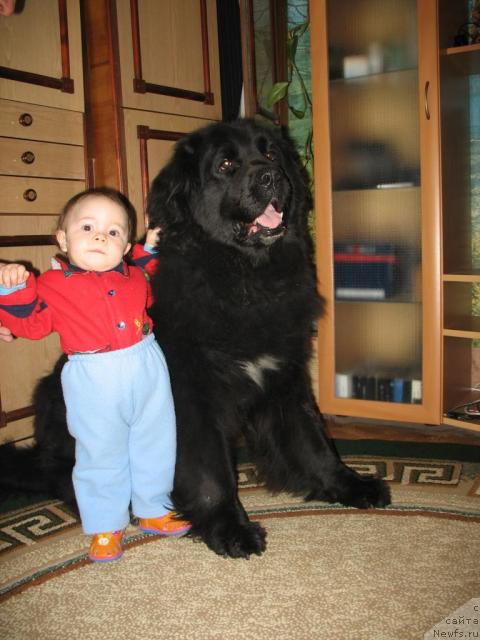 Фото: ньюфаундленд Хамэни из Медвежьего яра, маленькая хозяйка