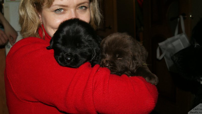 Фото: ньюфаундленд Анджело Орсо Астарта