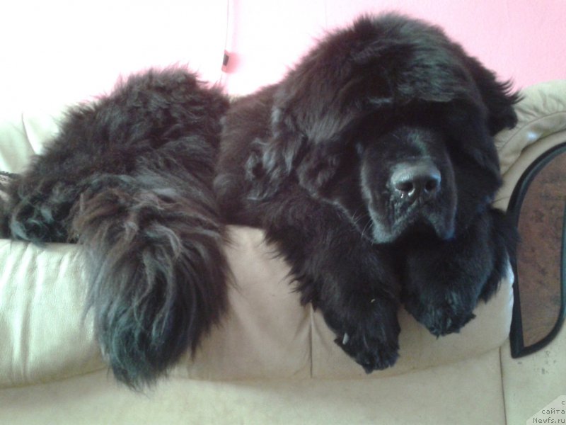 Фото: ньюфаундленд Фанньюф Жемапель Мадам Нуар (Funnewf Jemapel Madam Nuar)