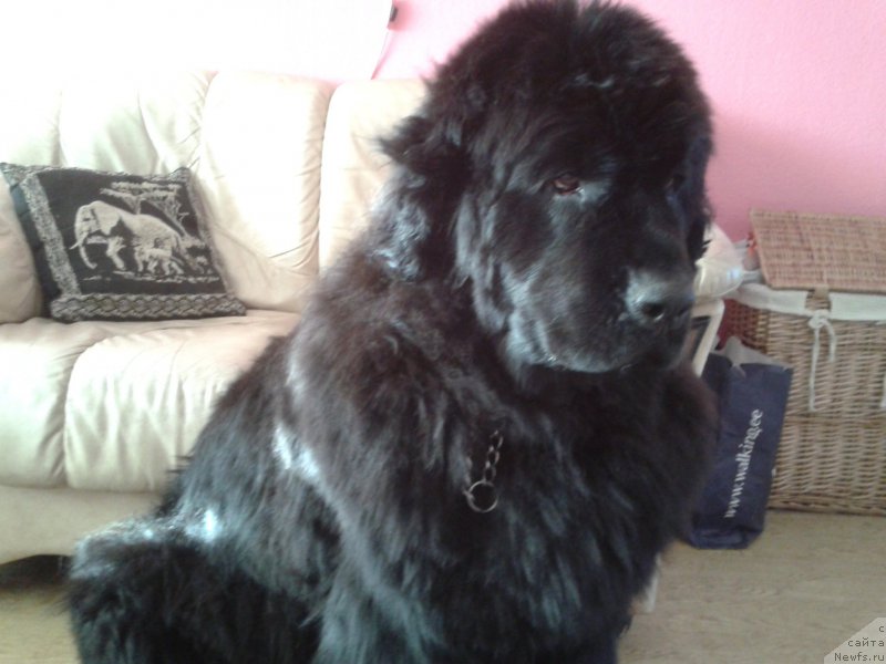 Фото: ньюфаундленд Фанньюф Жемапель Мадам Нуар (Funnewf Jemapel Madam Nuar)
