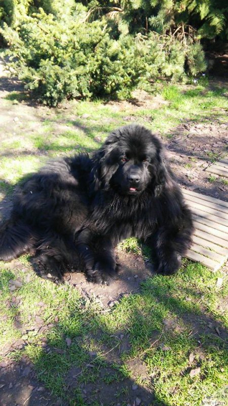 Фото: ньюфаундленд Амаретто Делла Каса Дел Орсо