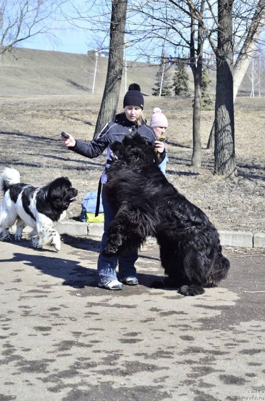 Фото: ньюфаундленд Ньюфорт Шум Прибоя