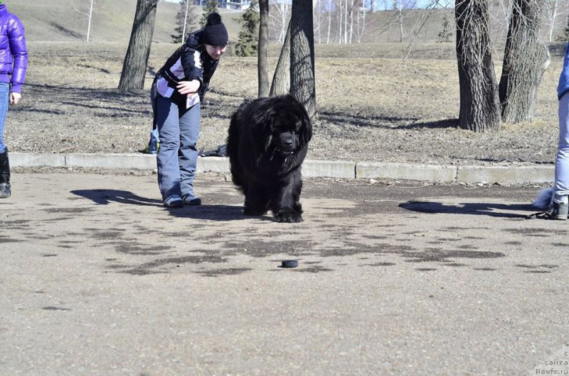 Фото: ньюфаундленд Ньюфорт Шум Прибоя