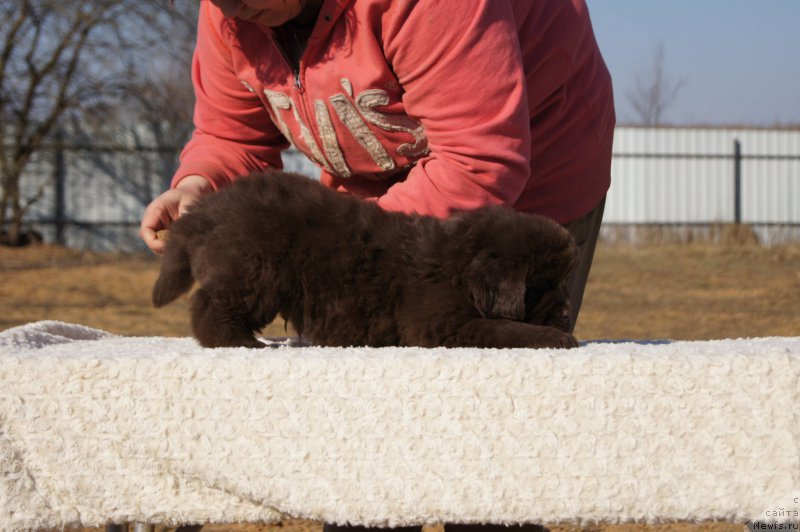 Фото: ньюфаундленд Ети с Берега Дона (Eti s Berega Dona)