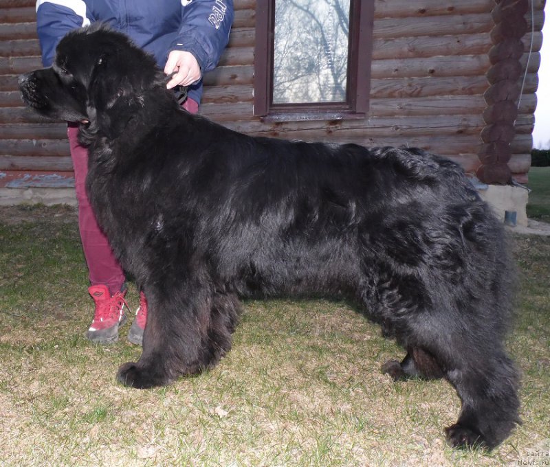 Фото: ньюфаундленд Сент Джонс Зива фор Сакала (Sent Djons Ziva for Sakala)