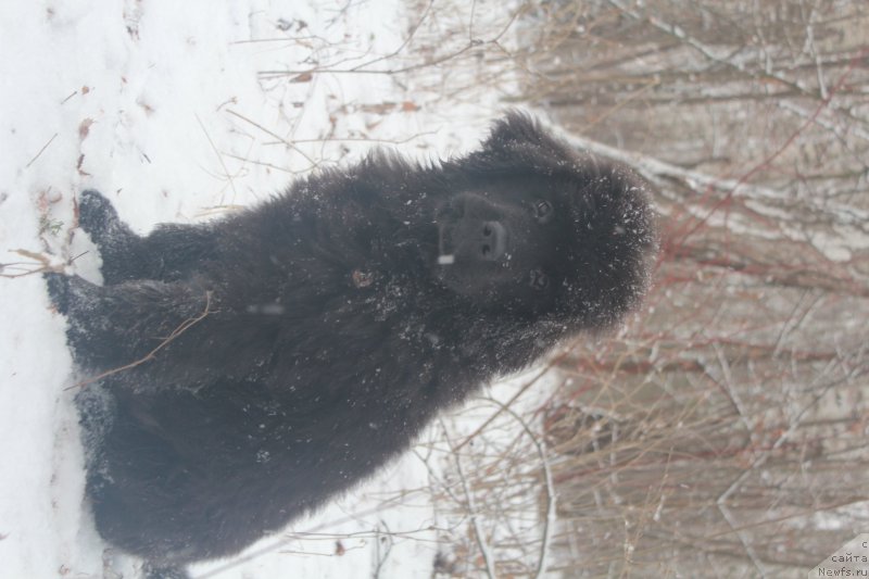 Фото: ньюфаундленд Их Высочество Бишоп Карл (Ih Visochestvo Bishop Karl)