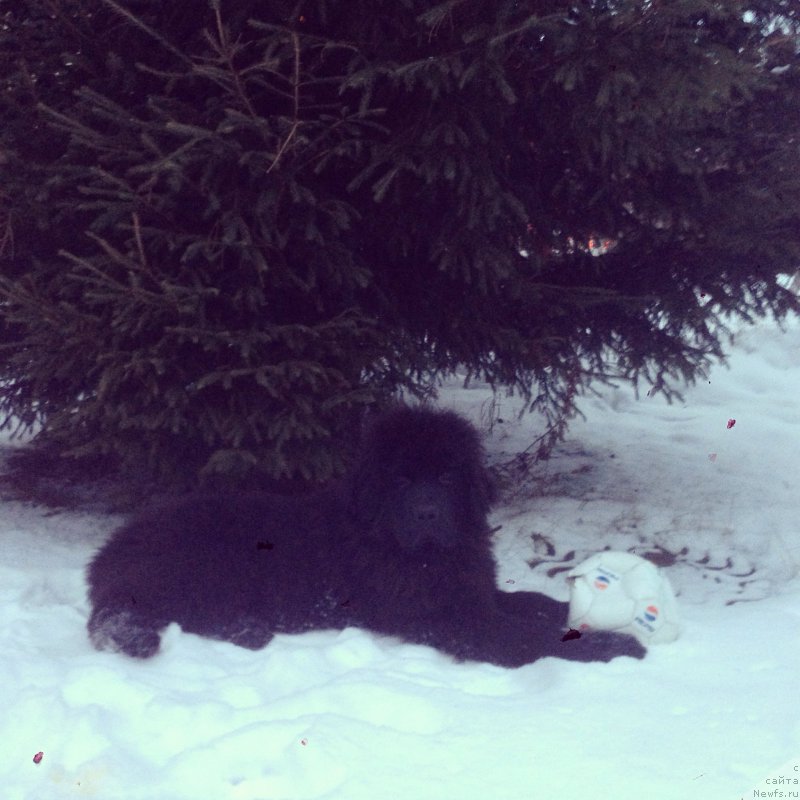 Фото: ньюфаундленд Их Высочество Бишоп Карл (Ih Visochestvo Bishop Karl)