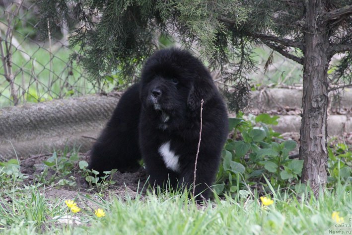 Фото: ньюфаундленд Душечка с Берега Дона (Dushechka s Berega Dona)