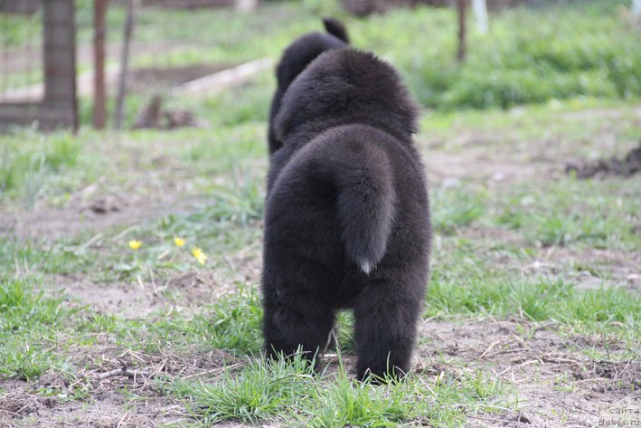 Фото: ньюфаундленд Душечка с Берега Дона (Dushechka s Berega Dona)