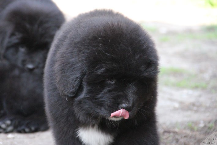 Фото: ньюфаундленд Душечка с Берега Дона (Dushechka s Berega Dona)