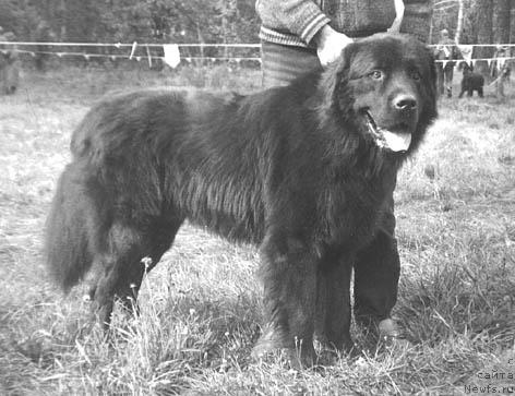 Фото: ньюфаундленд Гильяс Райт